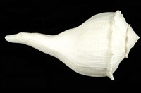 藏品(大左旋螺)的圖片